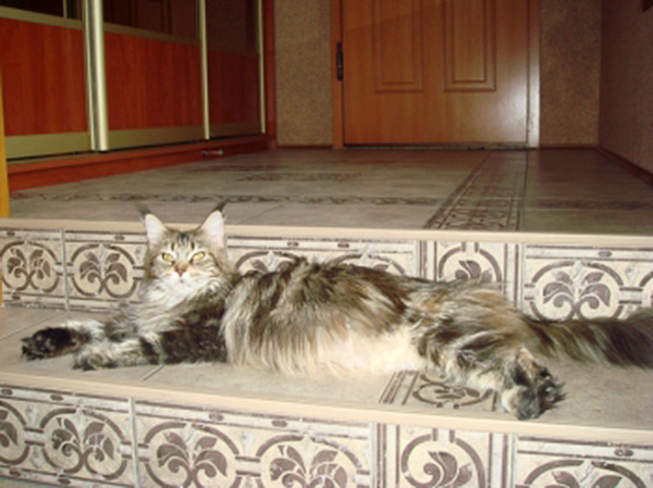 Willowplace Forest Queen - maine-coon