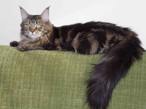 Lioncoon Foxy - maine-coon