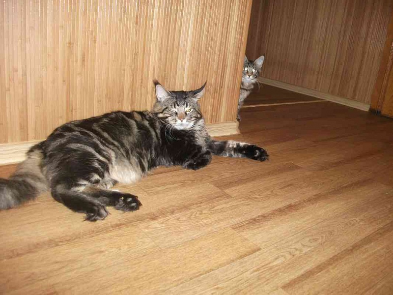 Bombey Lord Coon - maine-coon