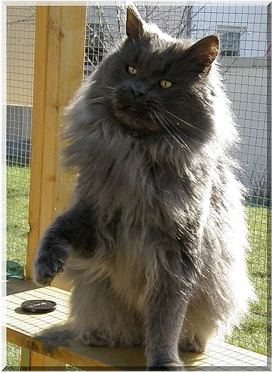 Top Gun of Summerplace - maine-coon