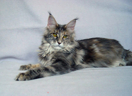Alwaro Bonnie Blue - Adult maine-coon 1 year 2 months 1.5 week