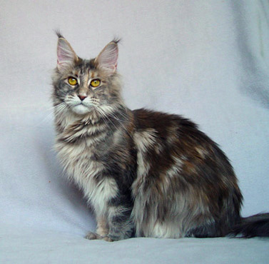 Alwaro Bonnie Blue - Adult maine-coon 1 year 2 months 1.5 week