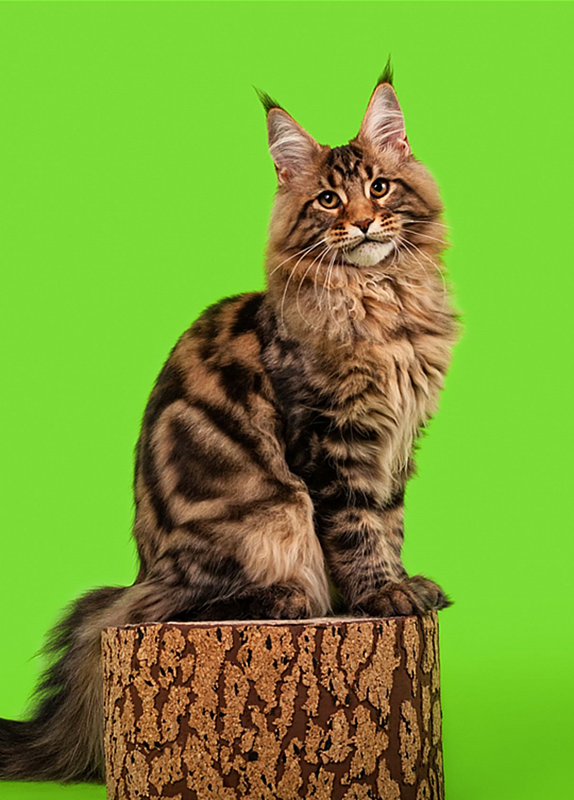 Super Star Kazanova Juli Coon - maine-coon