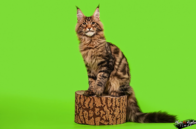 Super Star Kazanova Juli Coon - maine-coon