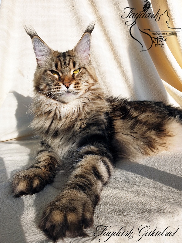 Faydark Galadriel - Adult maine-coon 2 years 10 months 0.5 weeks