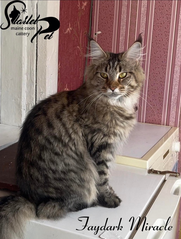 Faydark Miracle - Adult maine-coon 1 year 5 months 2 weeks