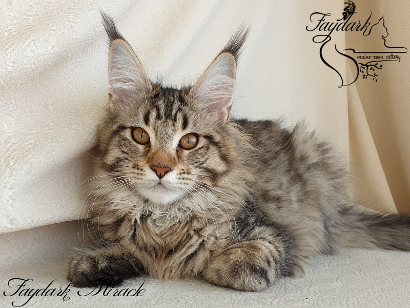 Faydark Miracle - Kitten maine-coon 4 months 1 week