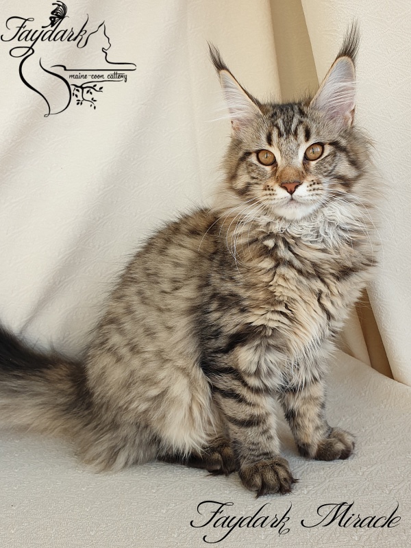 Faydark Miracle - Kitten maine-coon 4 months 1 week