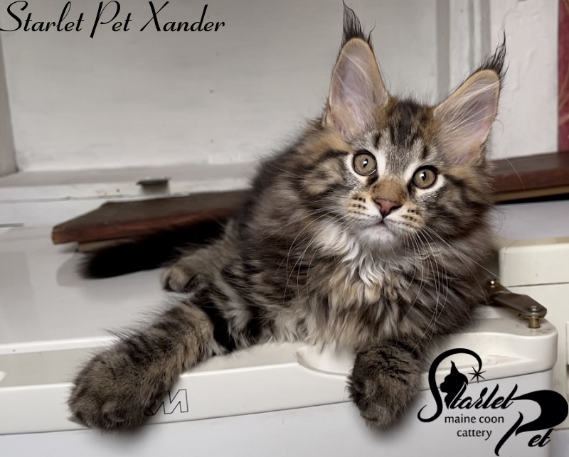 Starlet Pet Xander - Kitten maine-coon 2 months 3 weeks