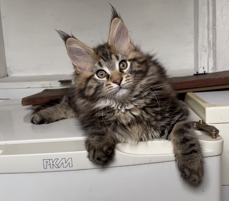 Starlet Pet Xander - Kitten maine-coon 2 months 3 weeks