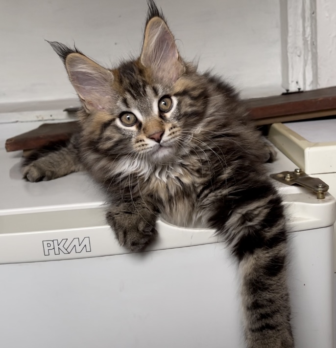 Starlet Pet Xander - Kitten maine-coon 2 months 3 weeks