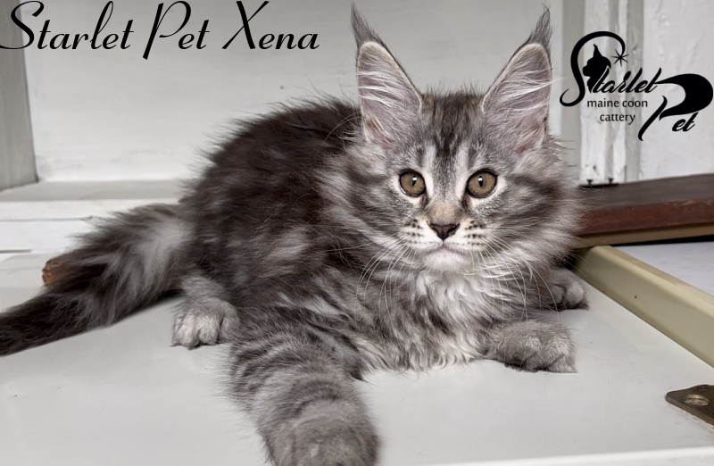 Starlet Pet Xena - Котенок мейн-кун 2 месяца 3 недели