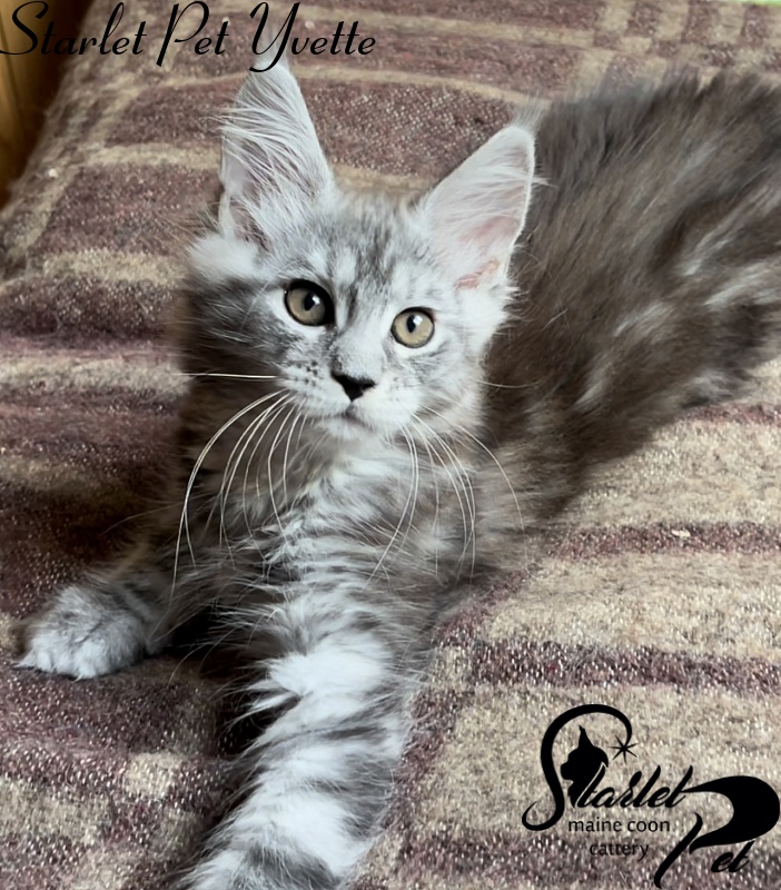 Starlet Pet Yvette - Kitten maine-coon 2 months
