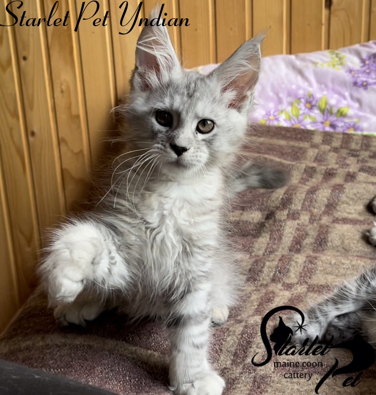 Starlet Pet Yndian - Kitten maine-coon 2 months