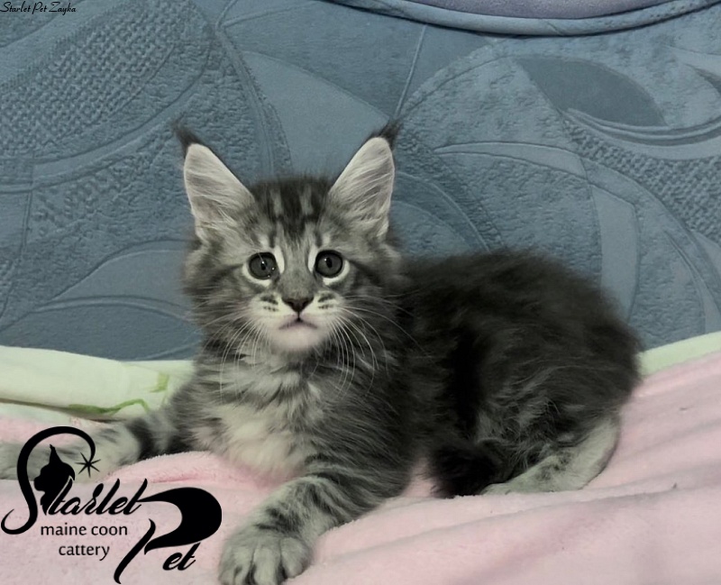 Starlet Pet Zayka - maine-coon