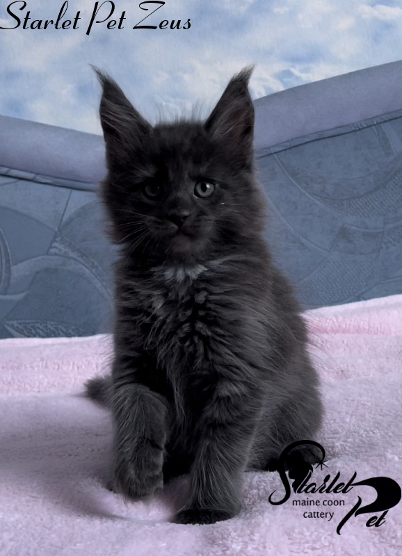 Starlet Pet Zeus - Kitten maine-coon 1 month 4 weeks