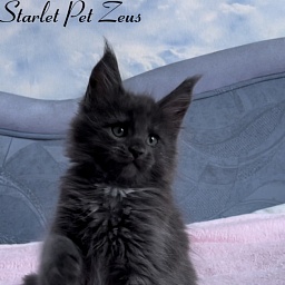 Starlet Pet Zeus