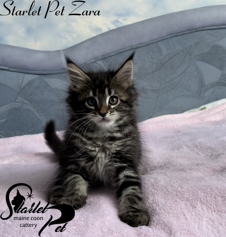 Starlet Pet Zara - Kitten maine-coon 1 month 4 weeks