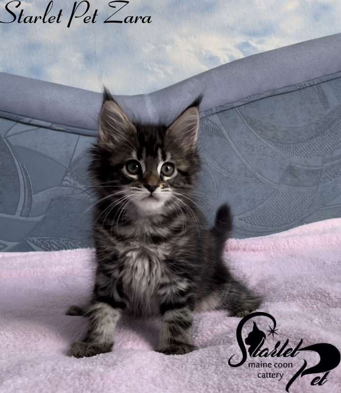 Starlet Pet Zara - Kitten maine-coon 1 month 4 weeks