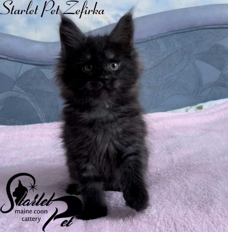 Starlet Pet Zefirka - maine-coon