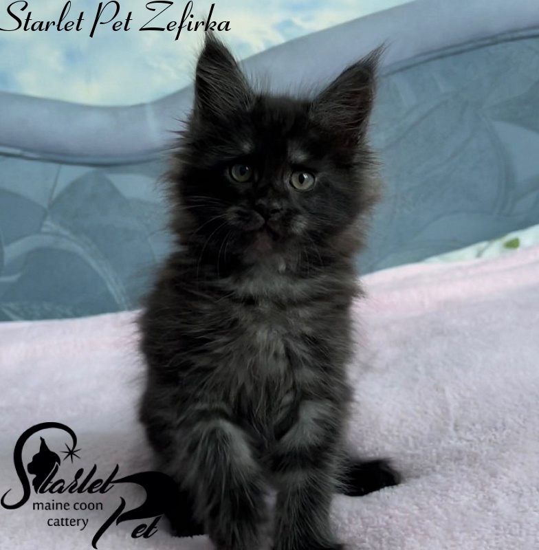 Starlet Pet Zefirka - maine-coon