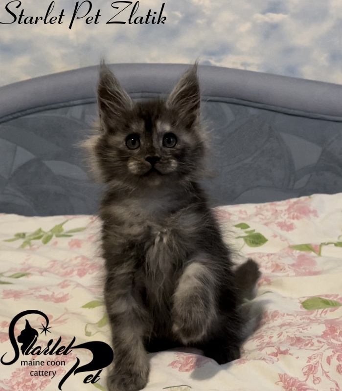 Starlet Pet Zlatik - Kitten maine-coon 1 month 4 weeks