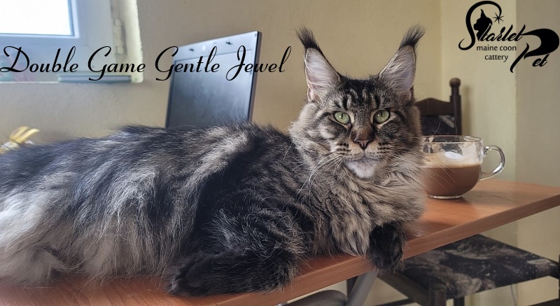 Double Game Gentle Jewel - Adult maine-coon 1 year 5 months 1 week