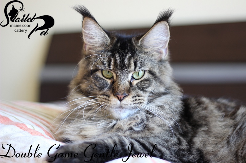 Double Game Gentle Jewel - Adult maine-coon 11 months