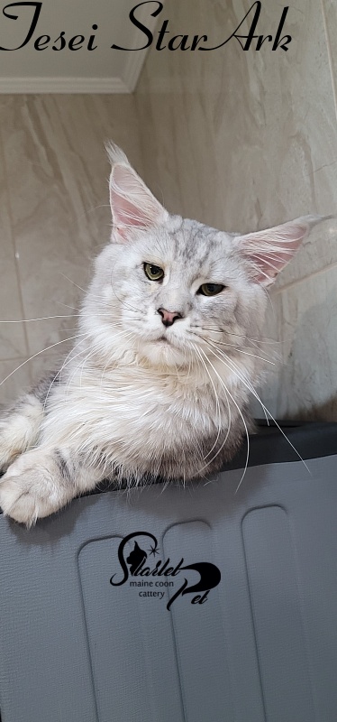 Tesei StarArk - maine-coon