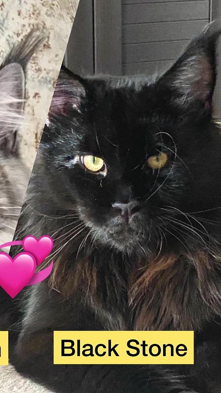 Black Stone Gentle Jewel - maine-coon