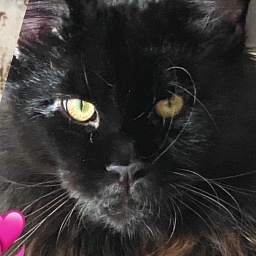 Black Stone Gentle Jewel