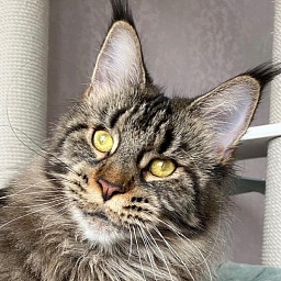 Millefeillya Krasniy Dar