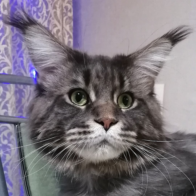 Vincent Murrena Coon - maine-coon