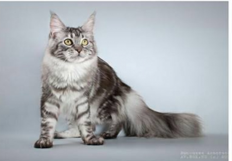 Severnoe Siyanie Mirabella - maine-coon