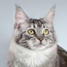 Severnoe Siyanie Mirabella