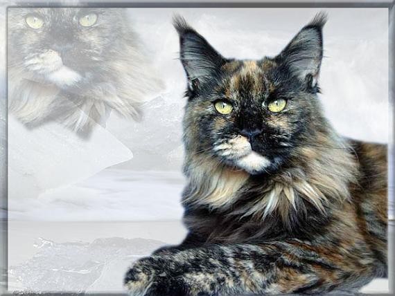 Timberhills Chelsea - maine-coon