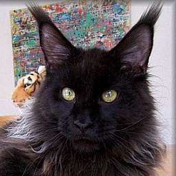 Cool Motion's Angel Sky