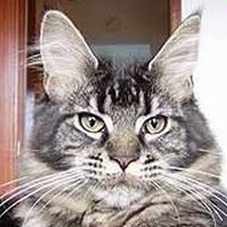 Tipsntails Quickstep