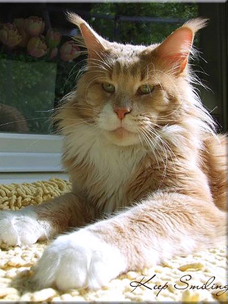 Justcoon's Keep Smiling - maine-coon