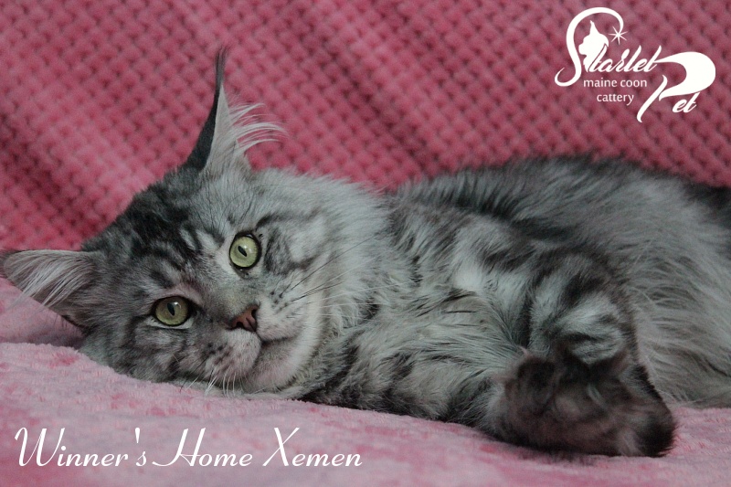 Winner's Home Xemen - Adult maine-coon 2 years 4 months 2.5 weeks