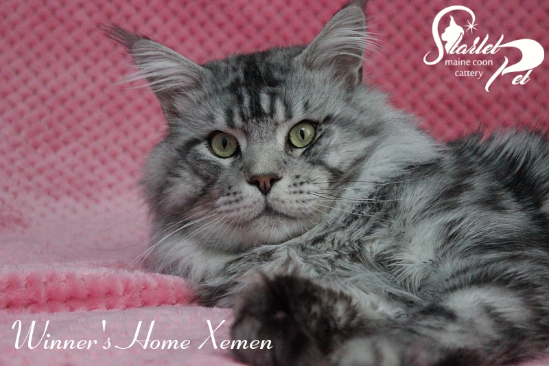 Winner's Home Xemen - Adult maine-coon 2 years 4 months 2.5 weeks
