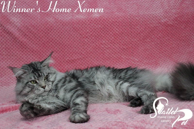 Winner's Home Xemen - Adult maine-coon 2 years 4 months 2.5 weeks