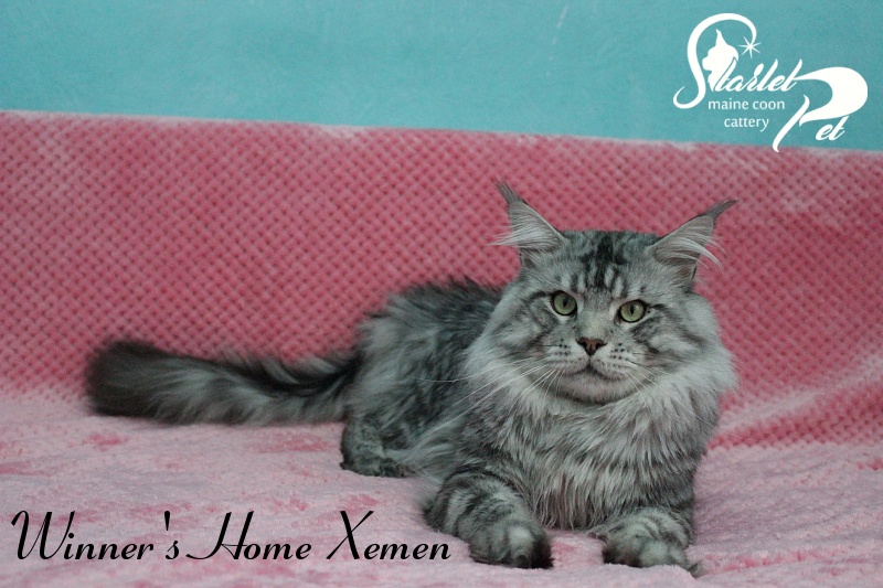 Winner's Home Xemen - Adult maine-coon 2 years 4 months 2.5 weeks