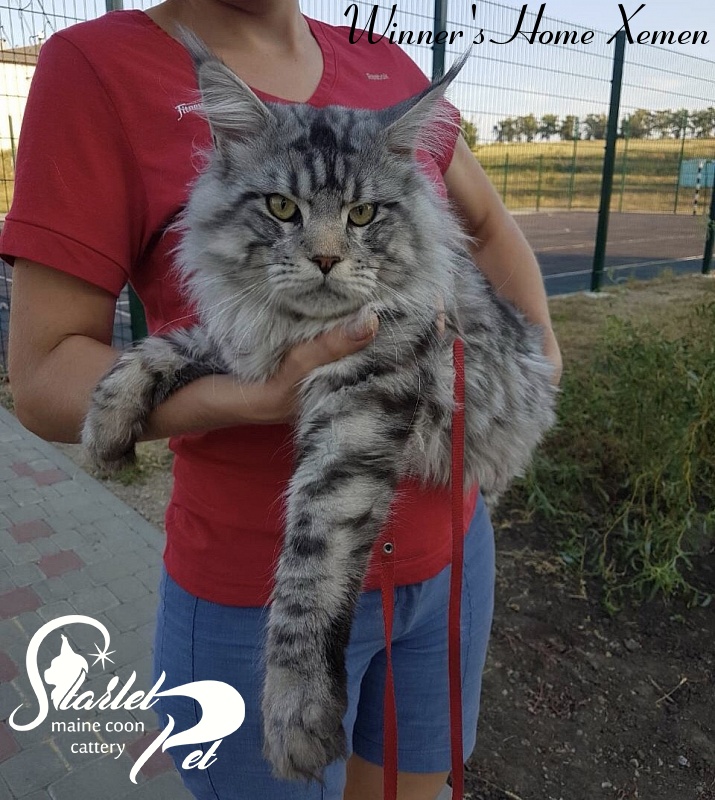 Winner's Home Xemen - maine-coon