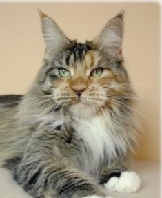 Supernova Cool Like Cloe - maine-coon