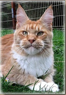 Aldaker Paris - maine-coon