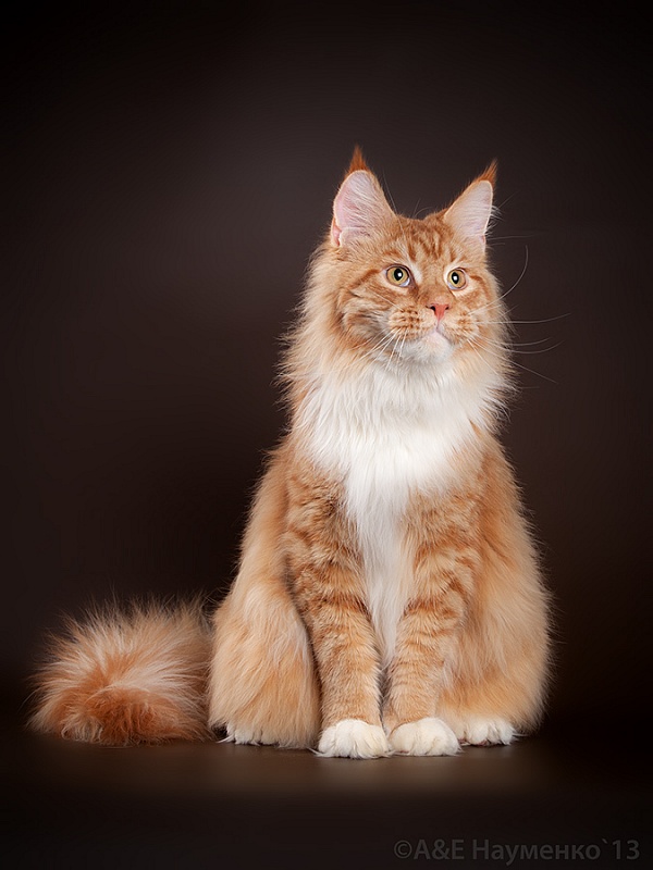 Aldaker Wadim - maine-coon