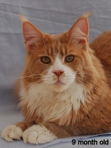 Mountaineer's Beach Boy - maine-coon
