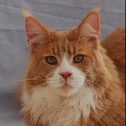 Mountaineer's Beach Boy