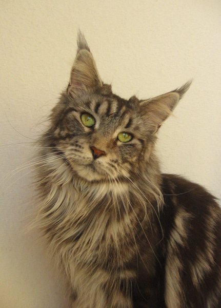 Remind's Taramoon Cheyenne - maine-coon
